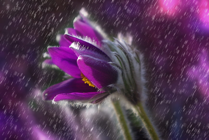 Purple Pasque Flower Bud in Rainy Spring Garden