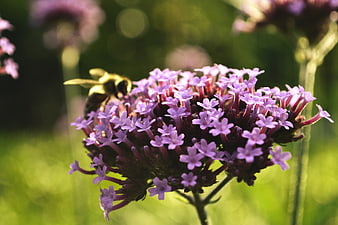 Bumblebee Pollinating Purple Verbena Flower in Sunlight