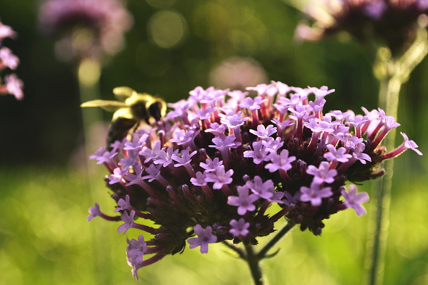 Bumblebee Pollinating Purple Verbena Flower in Sunlight