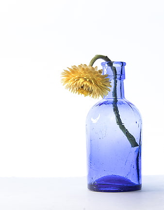 Yellow Chrysanthemum in Blue Glass Bottle on White Background