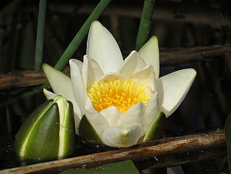 White water lily with yellow center blooming in pond