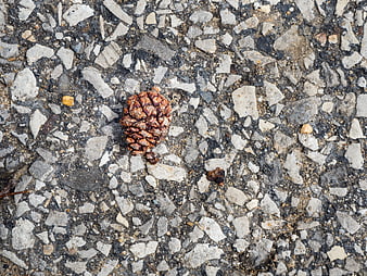 Top View of Brown Pine Cone on Rough Asphalt Texture