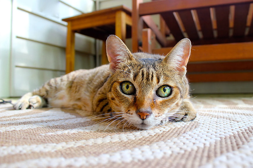 Tabby Cat Lying on Woven Rug on Porch