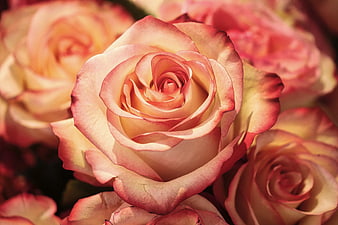 Close-up of delicate peach and pink rose petals