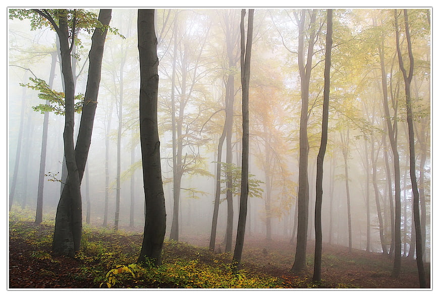 Misty Autumn Forest with Yellow Leaves and Fog