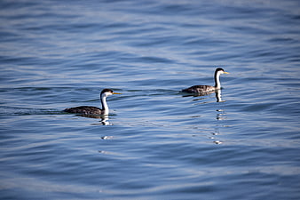 Two Western Grebes Swimming in Blue Lake Water