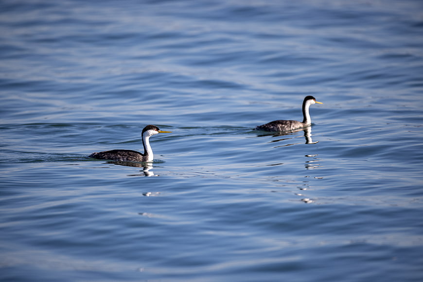 Two Western Grebes Swimming in Blue Lake Water