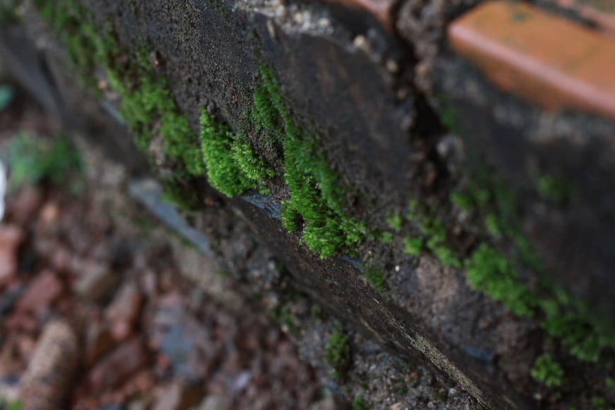 Close-up of vibrant green moss growing on a wet tree bark texture