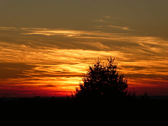 Silhouette of Pine Tree Against Vibrant Orange Sunset Sky