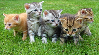 Five adorable kittens standing in a row on green grass