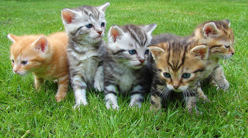 Five adorable kittens standing in a row on green grass
