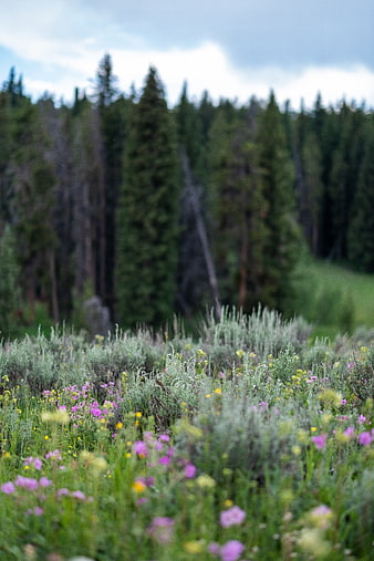 Wildflower Meadow with Blurred Forest Background