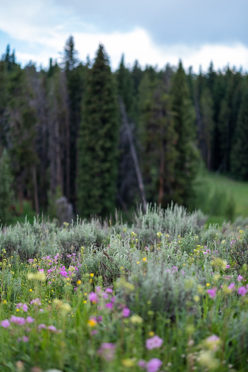 Wildflower Meadow with Blurred Forest Background