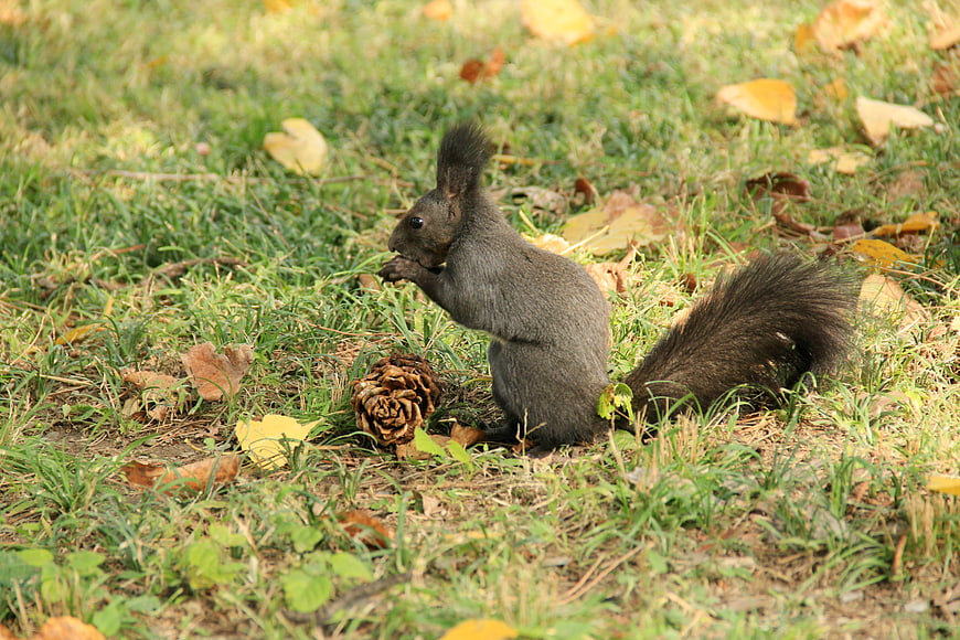 Gray squirrel eating nut in autumn grass