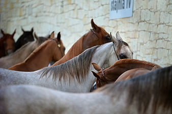 Group of Arabian Horses Standing in a Stable
