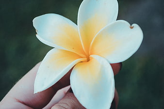 Hand holding white and yellow plumeria flower close up
