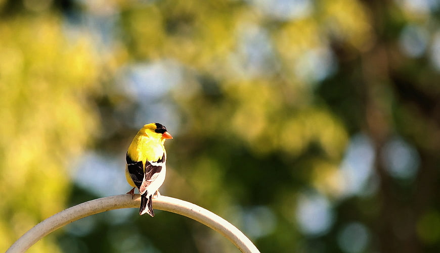 Yellow American Goldfinch Perched on a Wire