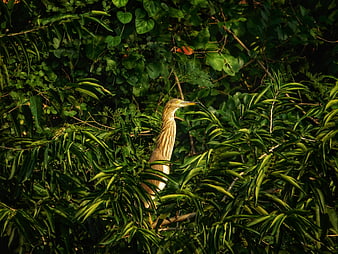 Brown-backed Night Heron Perched in Sunlit Green Foliage