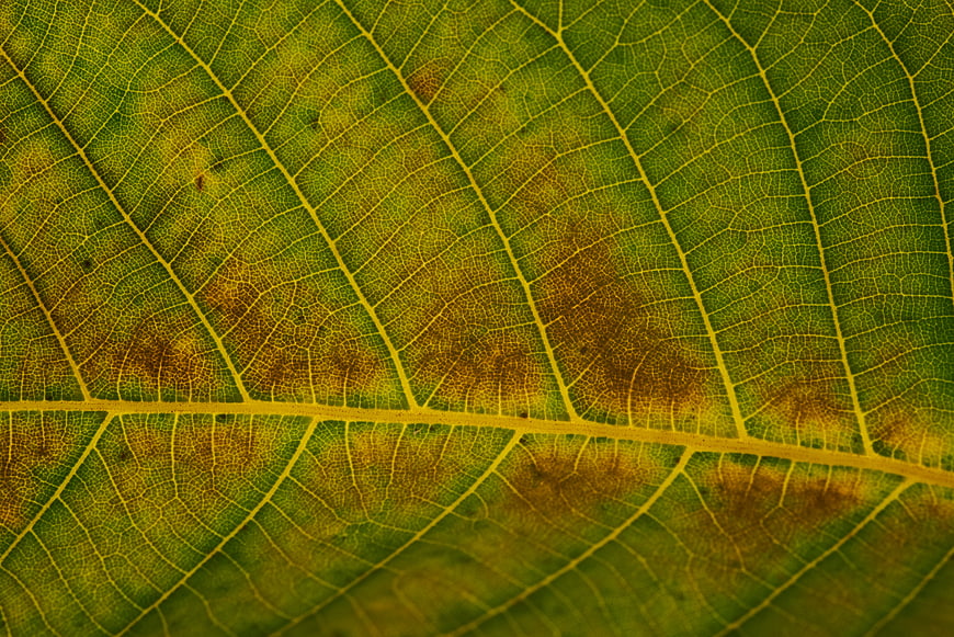 Macro Texture of Green Leaf Veins and Cellular Structure
