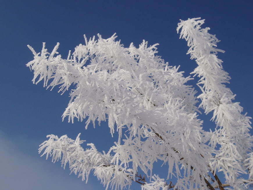 Frost-covered tree branches against a clear blue winter sky