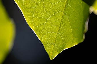 Macro Backlit Green Leaf Vein Texture Close Up