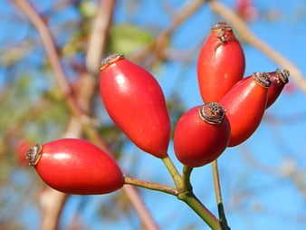 Close-up of bright red rosehips against blue sky