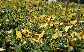 Yellow ginkgo leaves scattered on green hedge in autumn sunlight