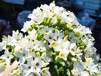 Close-up of White Kalanchoe Blossoms in Sunlight