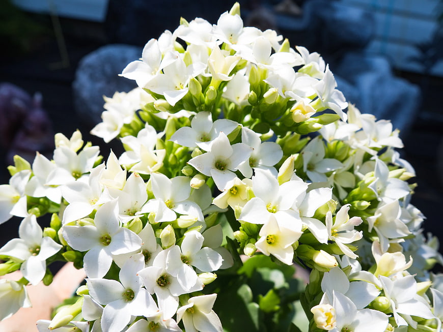Close-up of White Kalanchoe Blossoms in Sunlight