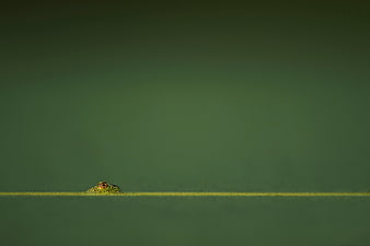 Lizard Eye Peeking Over Green Horizon Line