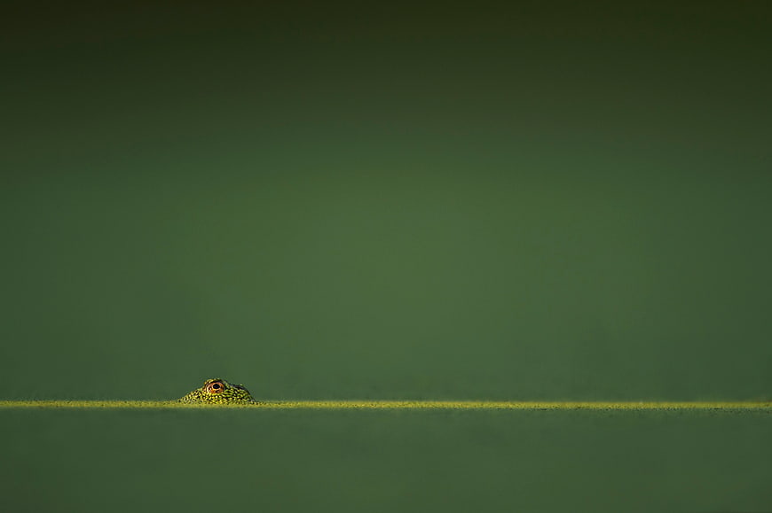 Lizard Eye Peeking Over Green Horizon Line