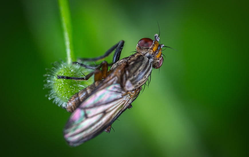 Macro photography of a fly on a green plant stem