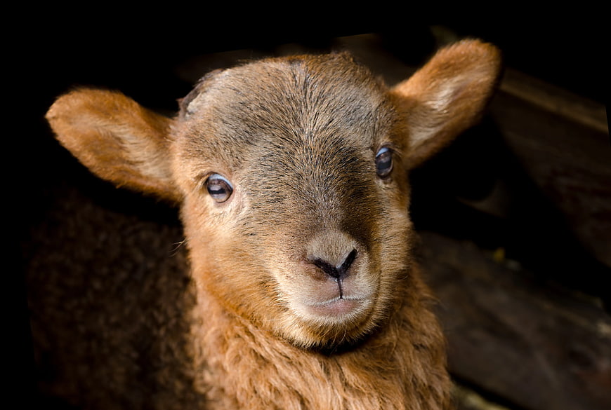 Close-up portrait of a cute brown lamb looking at camera
