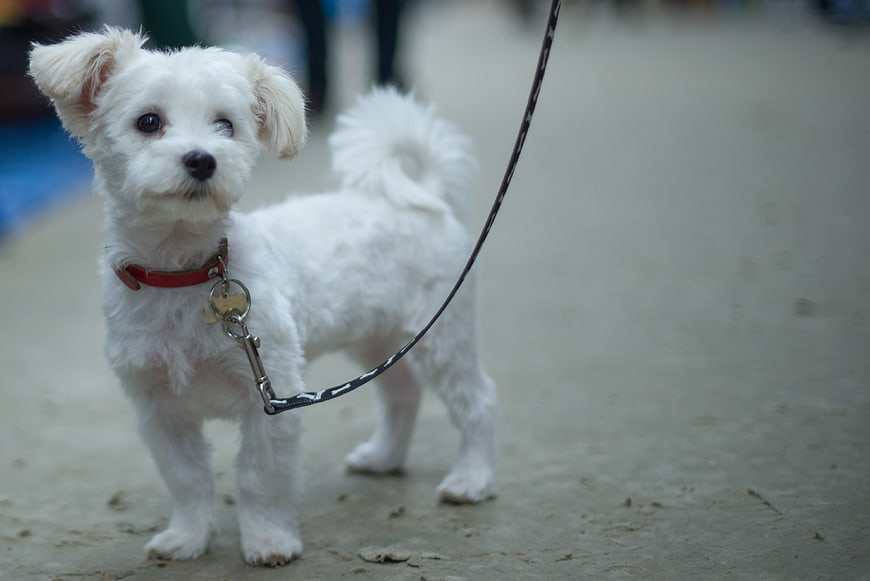Cute white puppy on leash standing on pavement