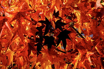 Vibrant Autumn Maple Leaves Backlit by Golden Sunlight