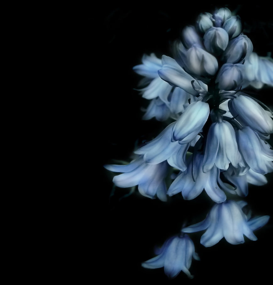 Bluebell flower cluster on black background