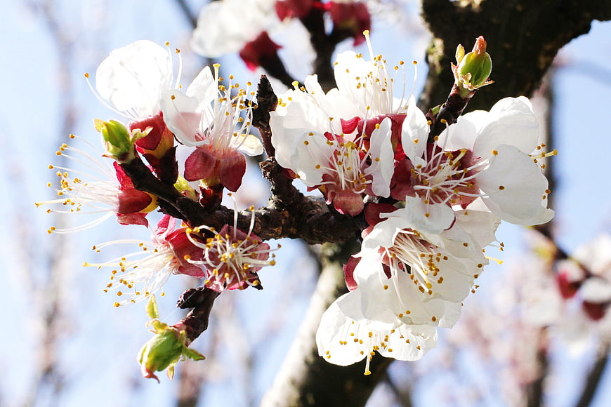 Close-up of white and pink almond blossoms on a branch