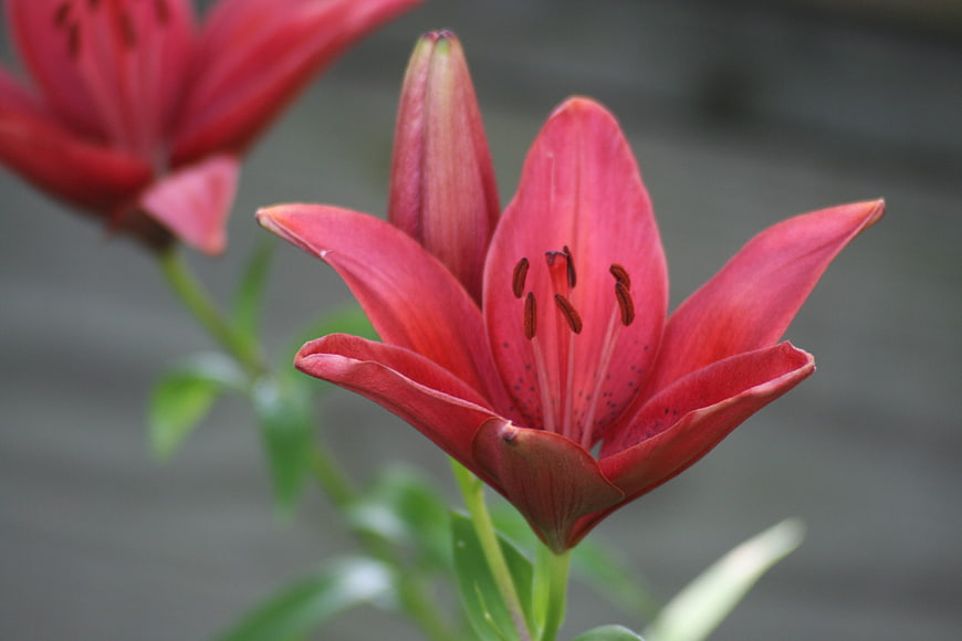 Close-up of vibrant red lily flower with blurred background