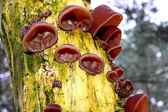 Close-up of brown jelly ear mushrooms on a mossy tree trunk