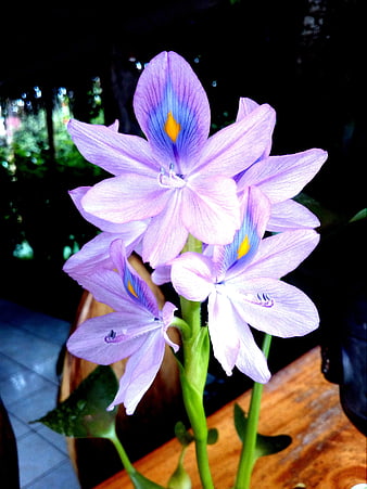 Close-up of purple water hyacinth flowers on wooden table