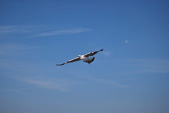 Seagull flying in blue sky with moon