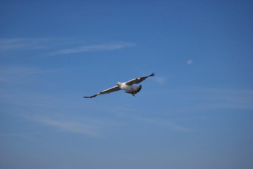 Seagull flying in blue sky with moon