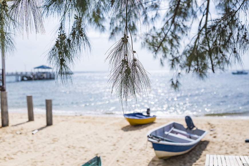 Fishing boats on sandy beach with pine branches and ocean view