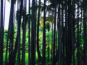 Dense tropical palm forest with lush green vegetation background