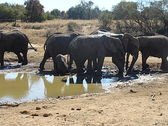 Elephant herd drinking at a muddy waterhole in the savanna