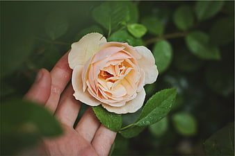 Hand holding delicate peach rose in garden