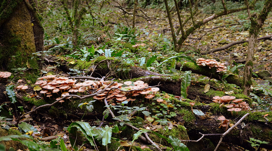 Wild mushrooms growing on mossy log in forest