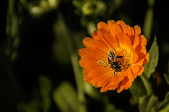 Honey Bee Pollinating Bright Orange Marigold Flower