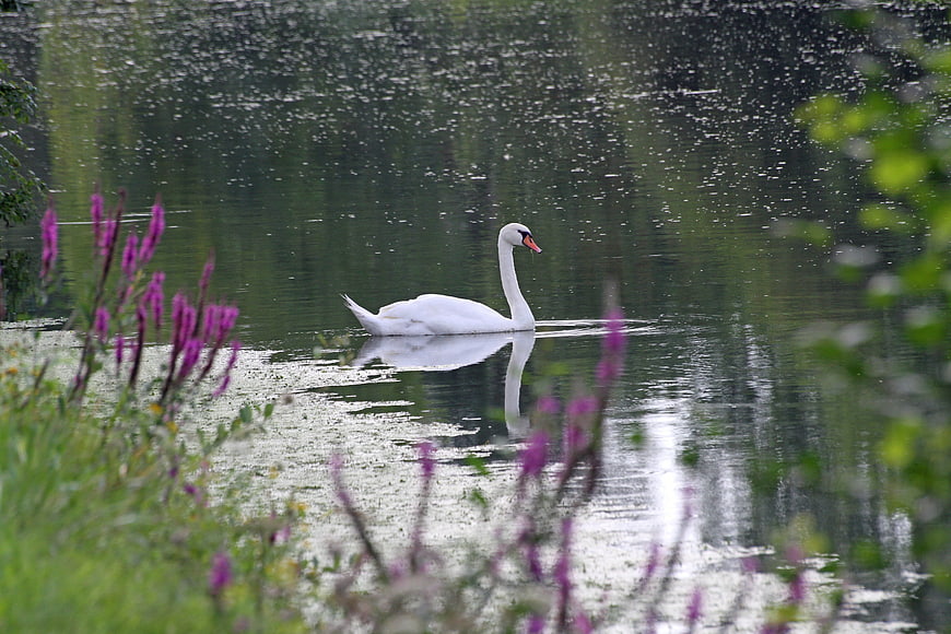 White Swan Swimming in Lake with Purple Flowers