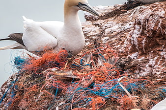Seabird Nesting on Rock with Plastic Fishing Net Debris